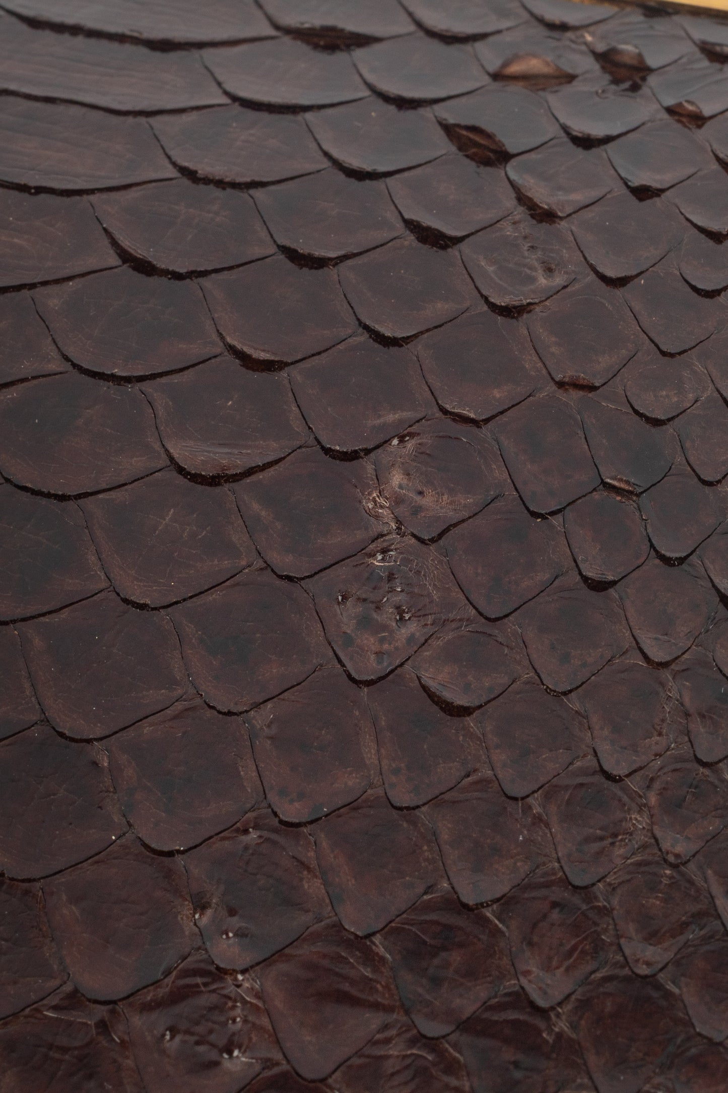 Sac à main "Python Nuit Blanche" Yves Saint Laurent